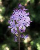 Scilla autumnalis