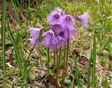 soldanella