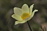 Pulsatilla sulfurea