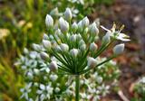 Allium tuberosum