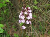 orchis-purpurea
