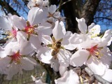 Piante e Fiori 2009