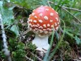 Amanita muscaria foto Rosenkranz 19.09.2009