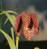 Fritillaria