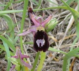 Ophrys bertolonii