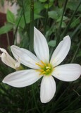 Zephyranthes candida