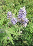 Vitex agnus-castus