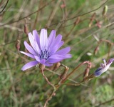 Lactuca perennis