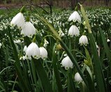 leucojum_aestivum_2