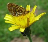 Melitaea-parthenoides