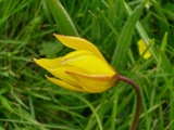 Tulipa