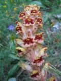 Orobanche