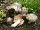 entoloma saundersii var hiemale 029 (Copia)