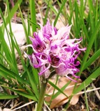 Orchis simia