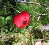 Piante e Fiori 2011