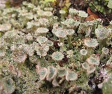 Lichene: Cladonia fimbriata