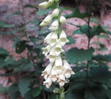 Piante e Fiori 2011