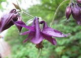 Aquilegia