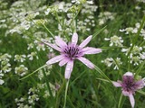 Tragopogon hybridus