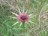 Tragopogon porrifolius