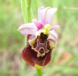 Ophrys-holosericea