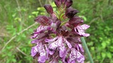 orchis purpurea