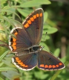 Aricia agestis