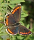 Aricia agestis