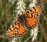 Melitaea didyma