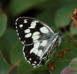 Melanargia galathea