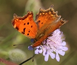 Polygonia egea