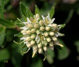 Campanula petraea