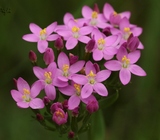 Centaurium erythraea