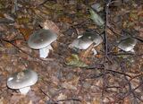 Clitocybe nebularis