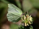 Gonepteryx rhamni