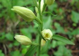 Cephalanthera damasonium