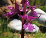 Orchis mascula speciosa