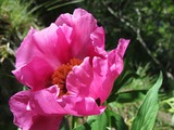 Peonia