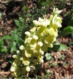 Orchis pallens