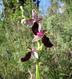 Ophris bertolonii benacensis