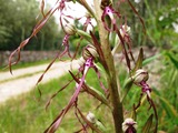 Himantoglossum adriaticum