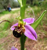 Ophrys apifera