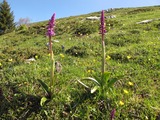 Orchis mascula