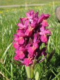 Dactylorhiza sambucina