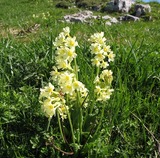 Primula elatior