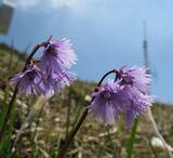 ​Soldanella