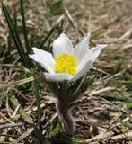 ​Anemone baldensis