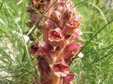 Orobanche