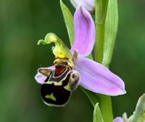 Ophrys apifera Huds.