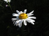 Leucanthemum heterophyllum